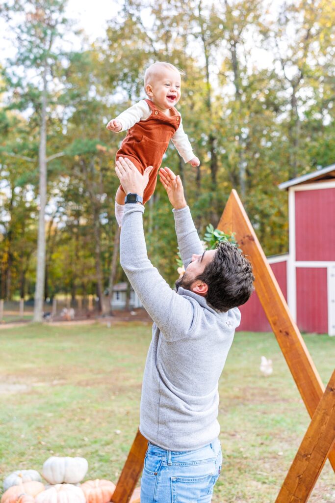 Highland cow mini sessions