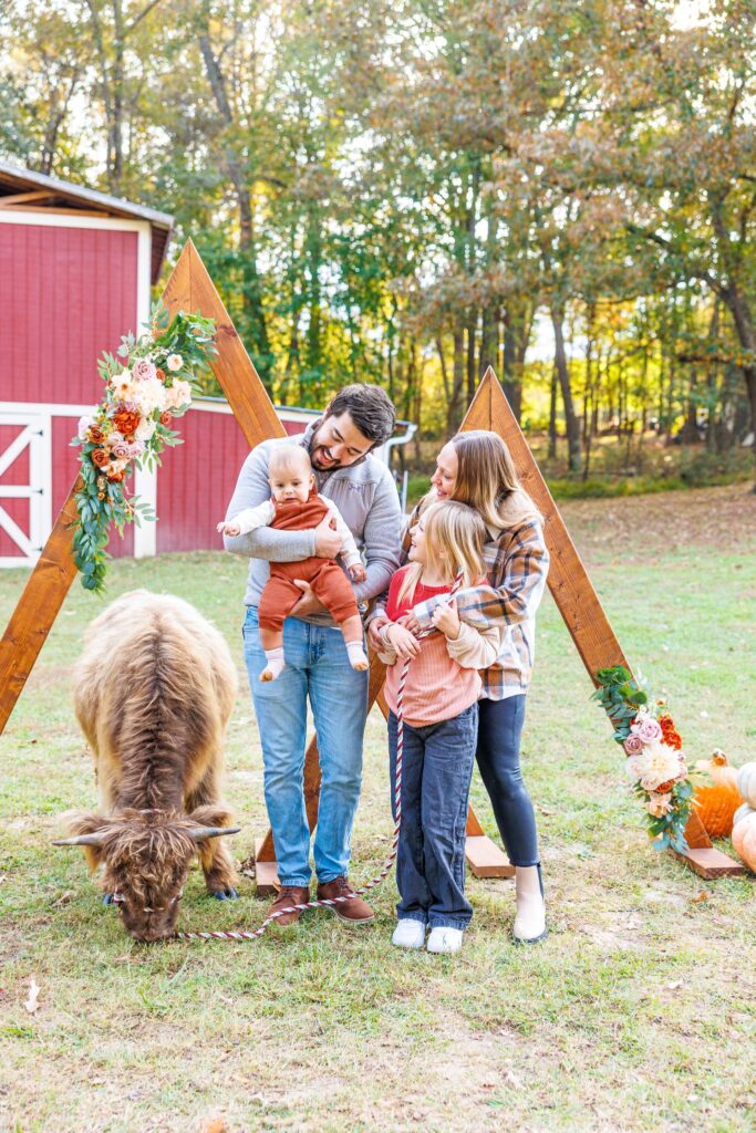 Highland cow mini sessions