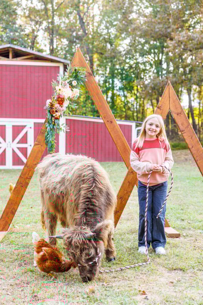 Highland cow mini sessions