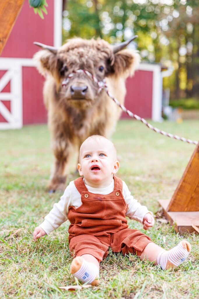 Highland cow mini sessions