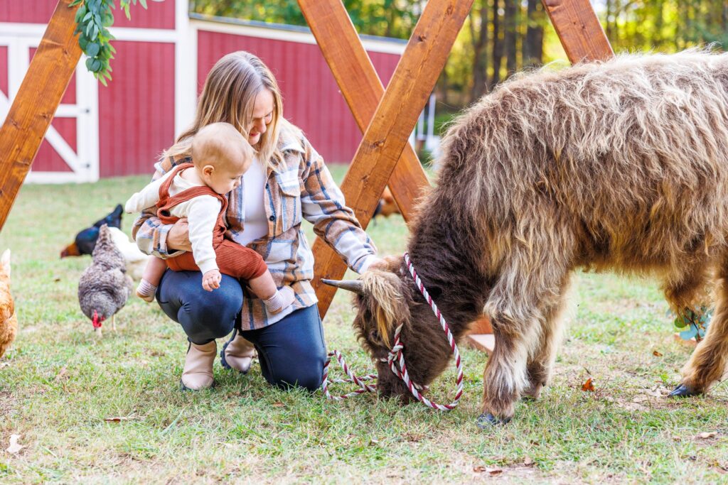 Highland cow mini sessions