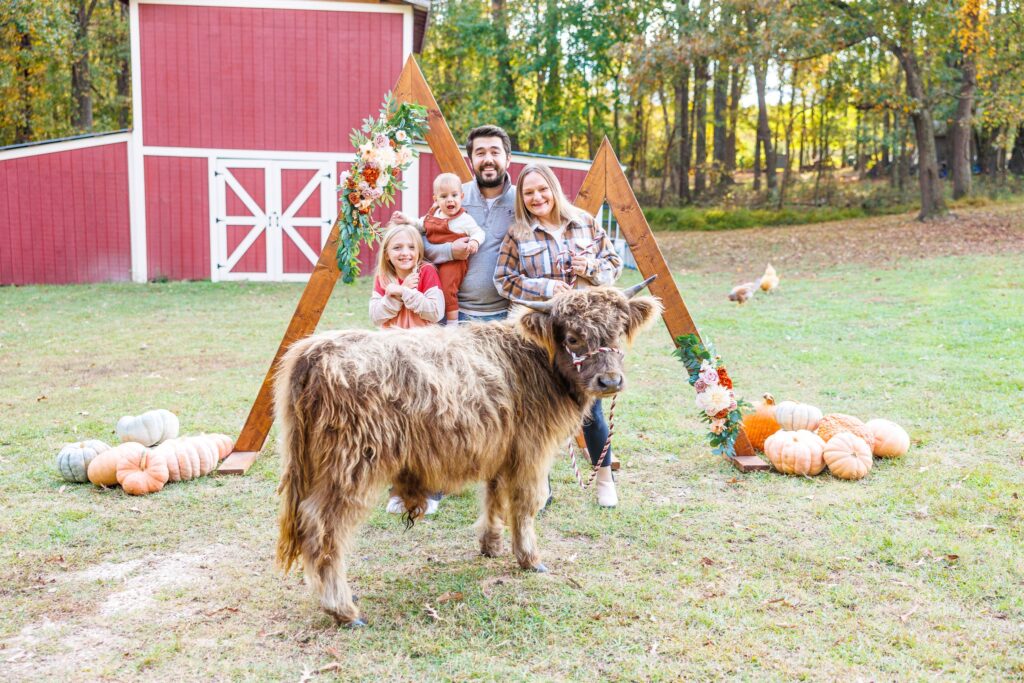 Highland cow mini sessions