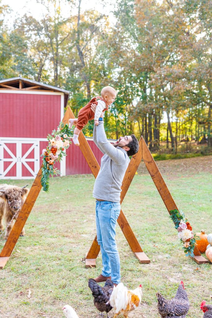 Highland cow mini sessions