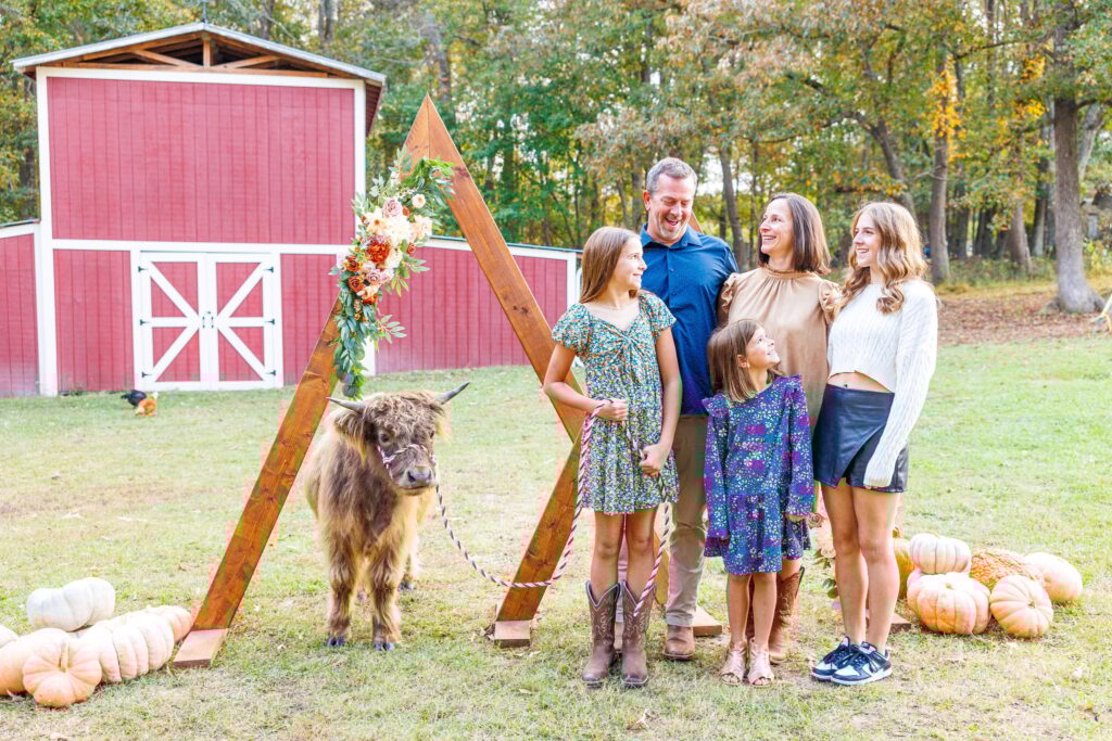 Highland cow mini sessions
