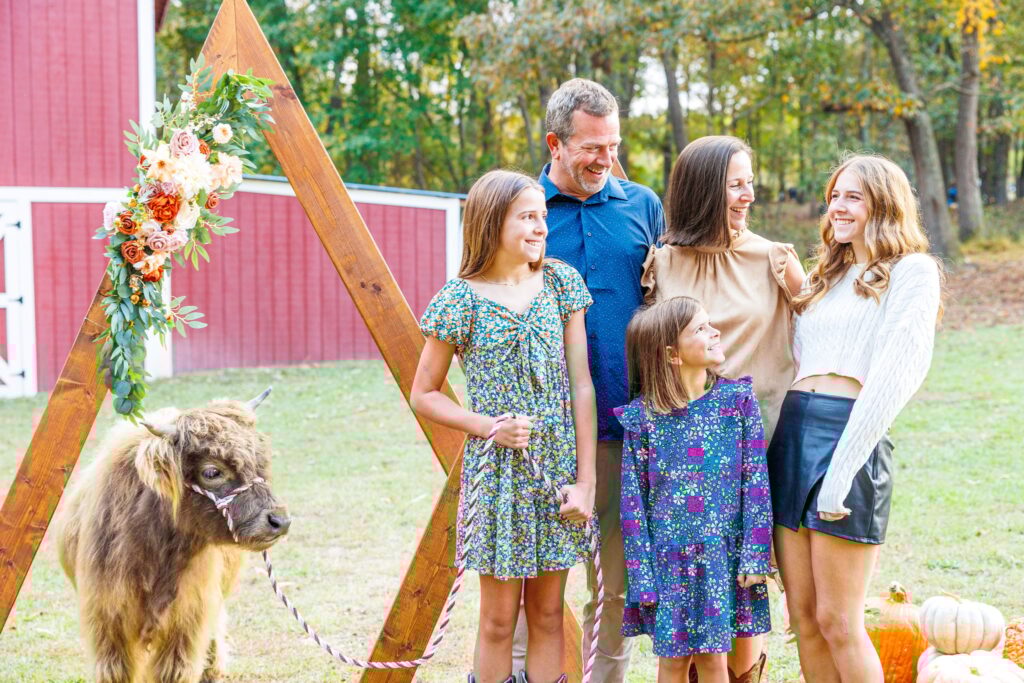 Highland cow mini sessions